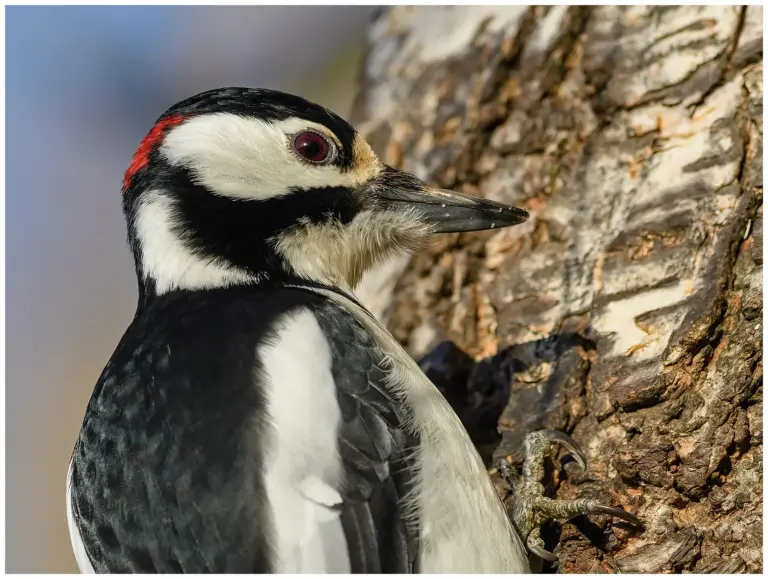 Större Hackspett - (Great Spotted Woodpecker)