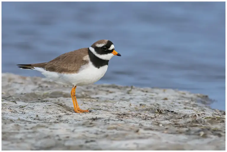 Större Strandpipare - (Common Ringed Plover)