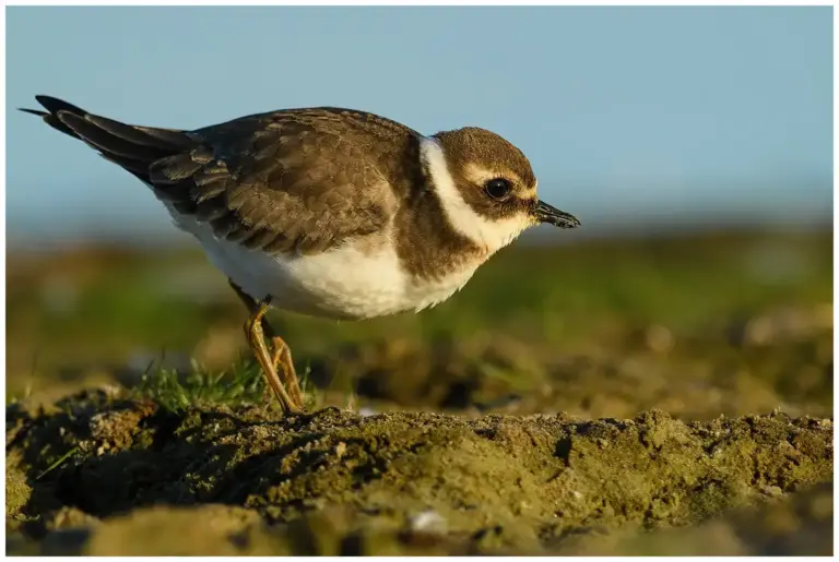 Större Strandpipare - (Common Ringed Plover)