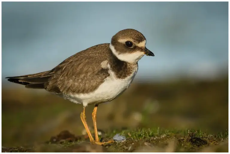 Större Strandpipare - (Common Ringed Plover)