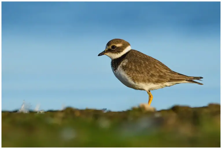 Större Strandpipare - (Common Ringed Plover)