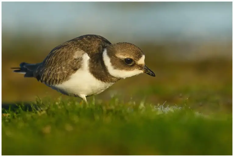 Större Strandpipare - (Common Ringed Plover)