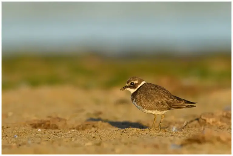 Större Strandpipare - (Common Ringed Plover)