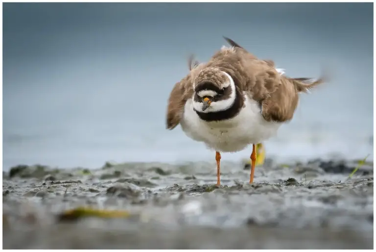 Större Strandpipare - (Common Ringed Plover)