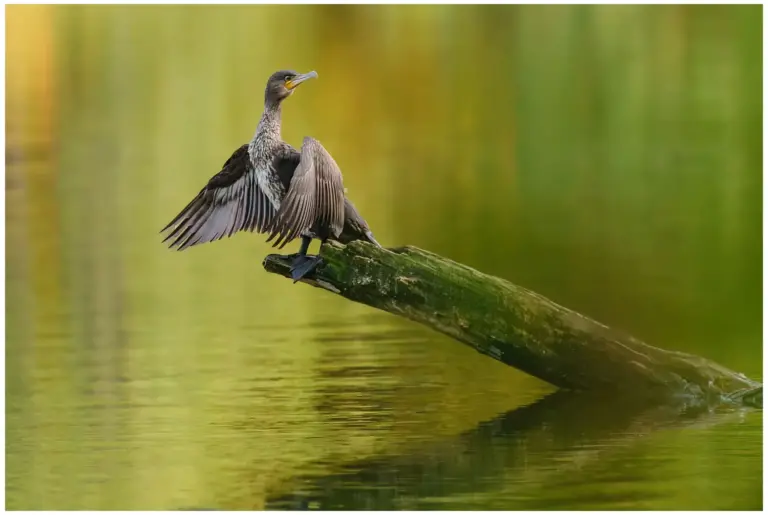 Storskarv - (Great Cormorant) - torkar vingarna