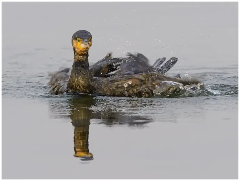 Storskarv - (Great Cormorant)