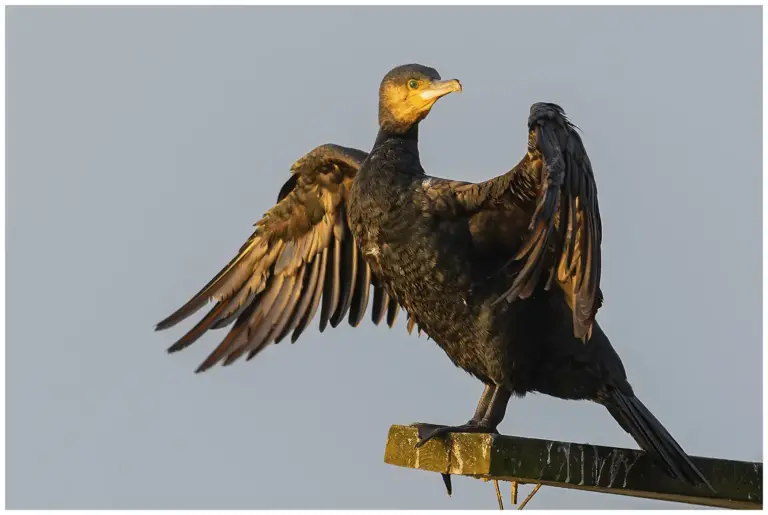 Storskarv - (Great Cormorant) - torkar sina vingar