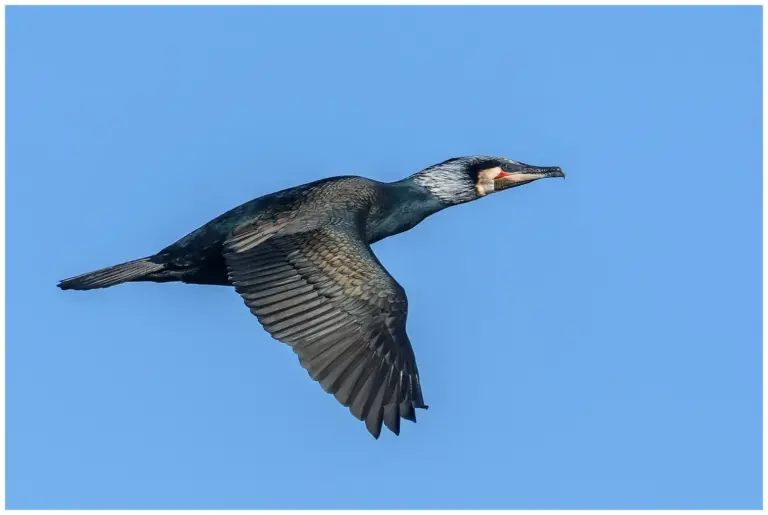 Storskarv - (Great Cormorant) - flyger