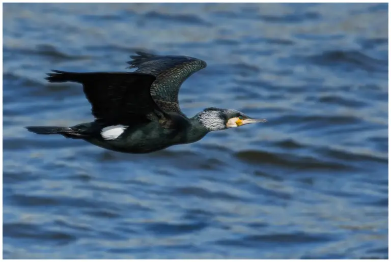 Storskarv - (Great Cormorant) - flygande