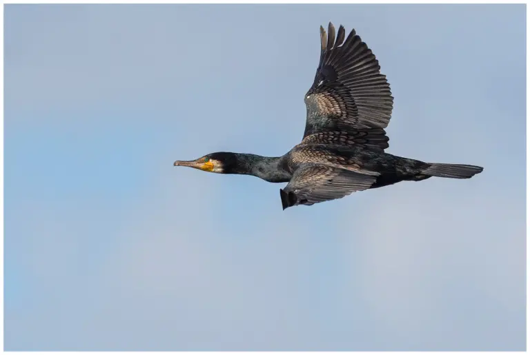 Storskarv - (Great Cormorant)