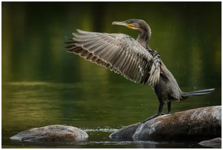 Storskarv - (Great Cormorant)