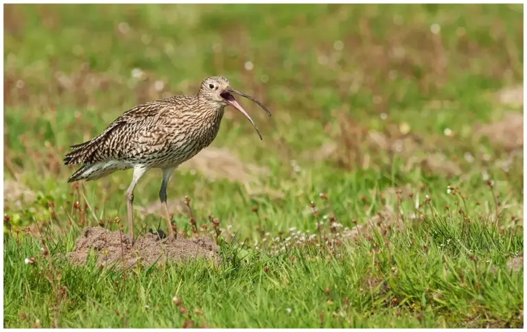 Storspov - (Eurasian Curlew) -spelande