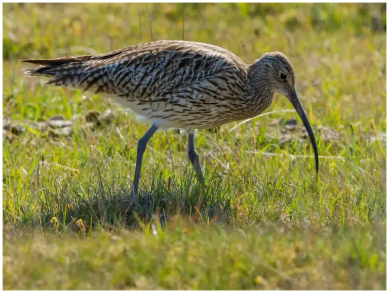 Storspov - (Eurasian Curlew)