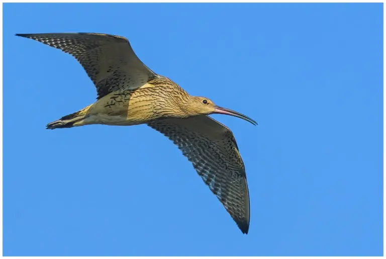 Storspov - (Eurasian Curlew)