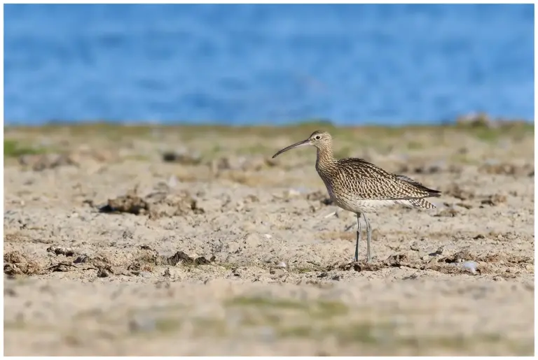 Storspov - (Eurasian Curlew)