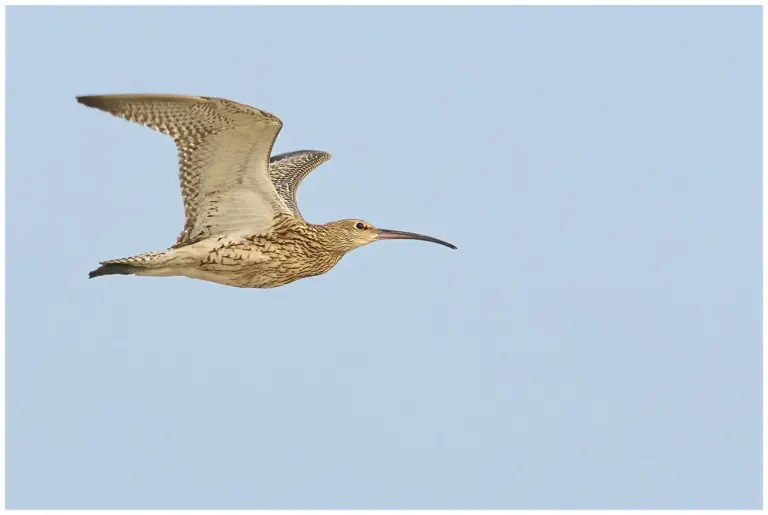 Storspov - (Eurasian Curlew) -flyger