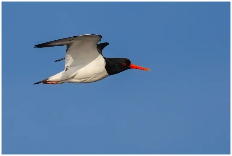 Strandskata - Eurasian Oystercatcher Strandskata - Oystercatcher