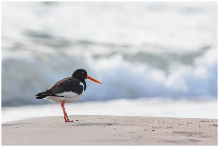 Strandskata - Eurasian Oystercatcher Strandskata - Oystercatcher
