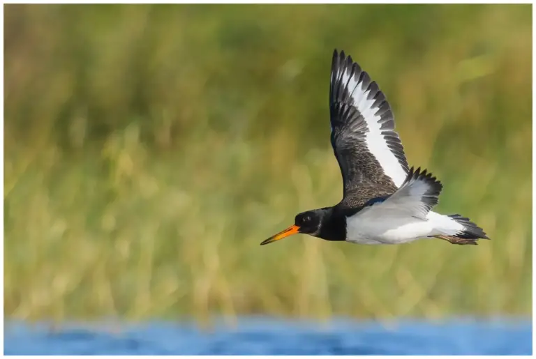 Strandskata - Eurasian Oystercatcher Strandskata - Oystercatcher