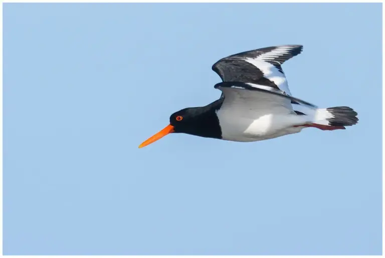 Strandskata - Eurasian Oystercatcher Strandskata - Oystercatcher