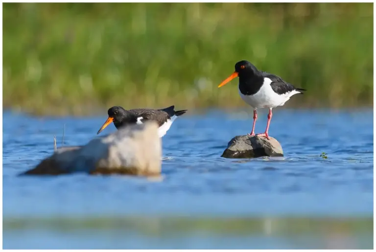Strandskata - Eurasian Oystercatcher Strandskata - Oystercatcher
