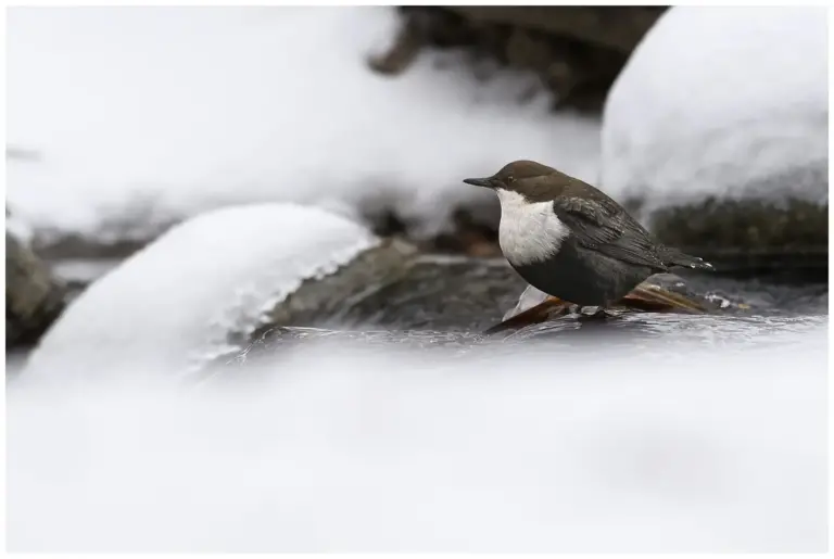 Strömstare - White-throated Dipper - står på is och snö