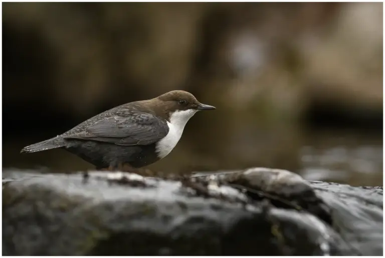 Strömstare - (White-throated Dipper)