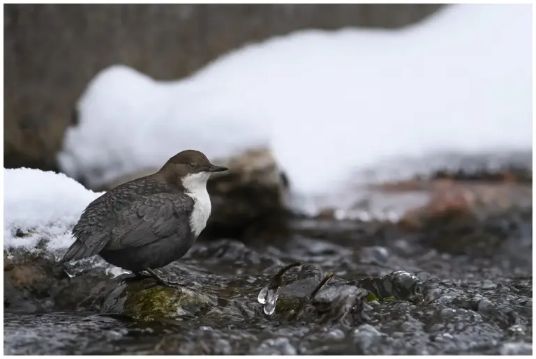 Strömstare - (White-throated Nipper)