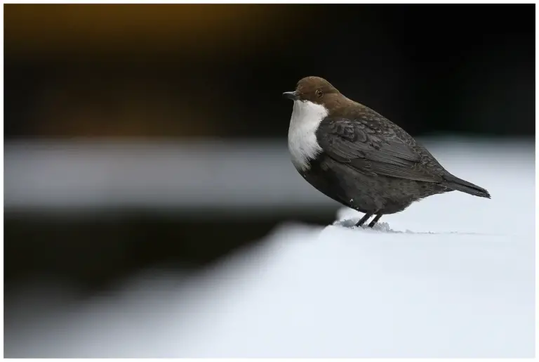 Strömstare - (White-throated Dipper)