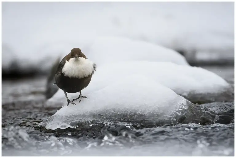 Strömstare - (White-throated Dipper)