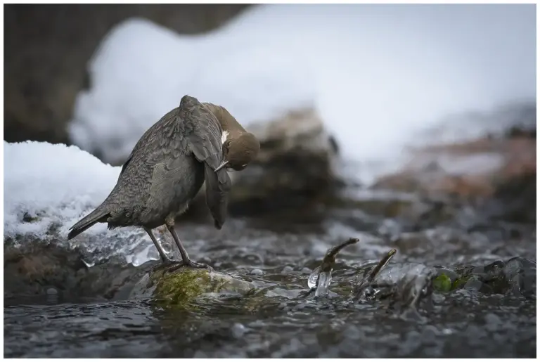 Strömstare - (White-throated Dipper)