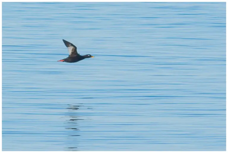 Svärta - (Velvet Scoter) - hanne flyger