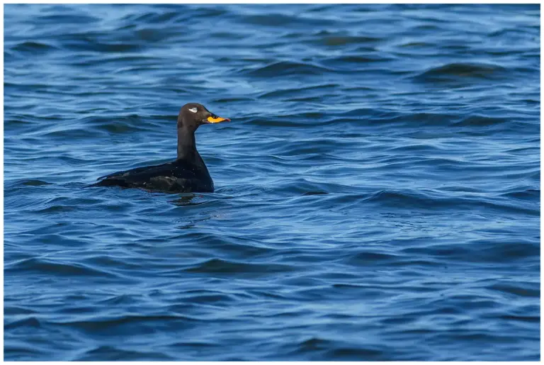 Svärta - (Velvet Scoter) - hane