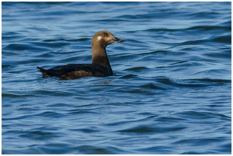 Svärta - (Velvet Scoter) - hona