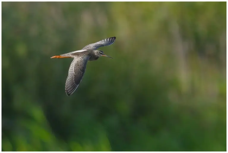 svartsnäppa - (spotted -redshank) - flyger