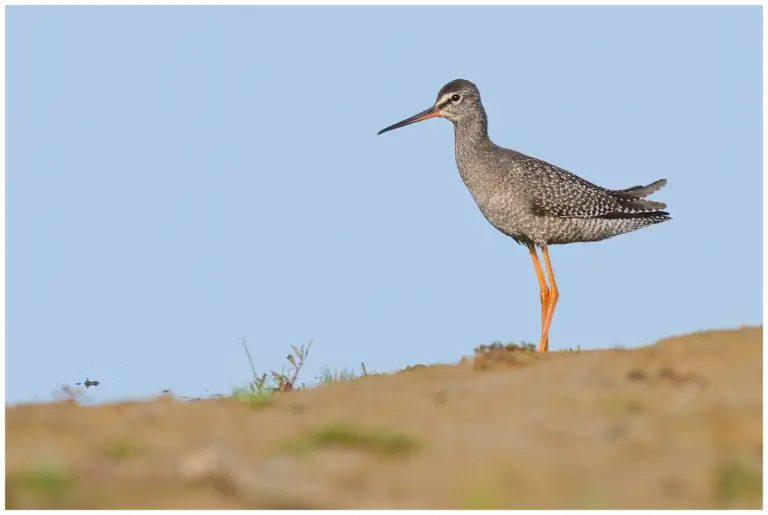 svartsnäppa - (spotted -redshank)