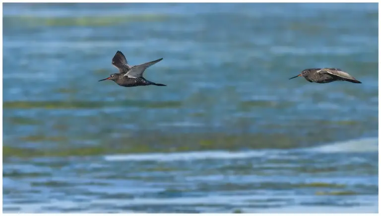 svartsnäppa - (spotted -redshank) - adulta flygande