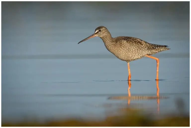 svartsnäppa - (spotted -redshank)