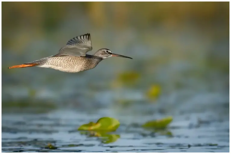 svartsnäppa - (spotted -redshank) - flygande