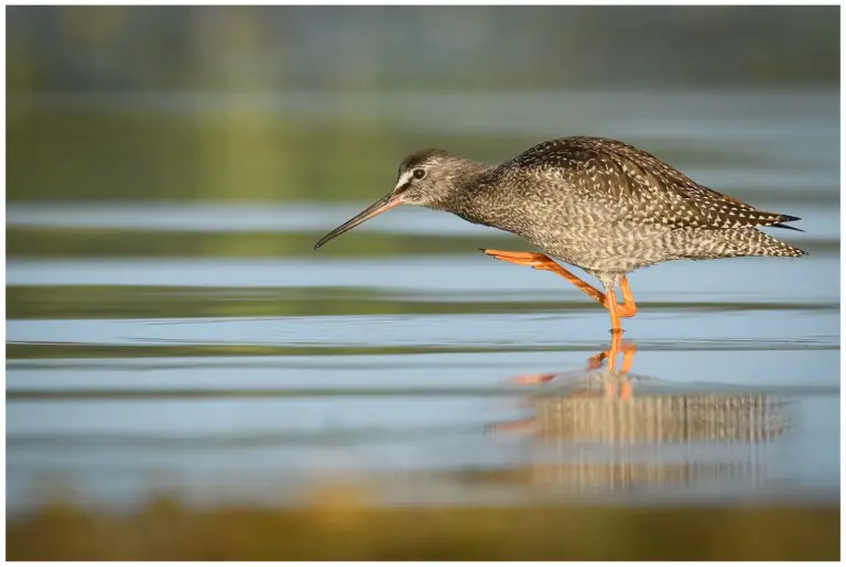 svartsnäppa - (spotted -redshank)