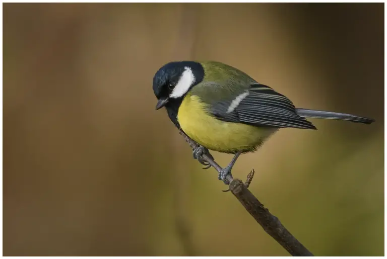 Talgoxe - (Great Tit)