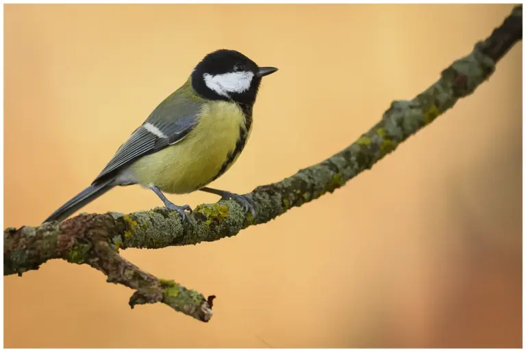 Talgoxe - (Great Tit) - hona