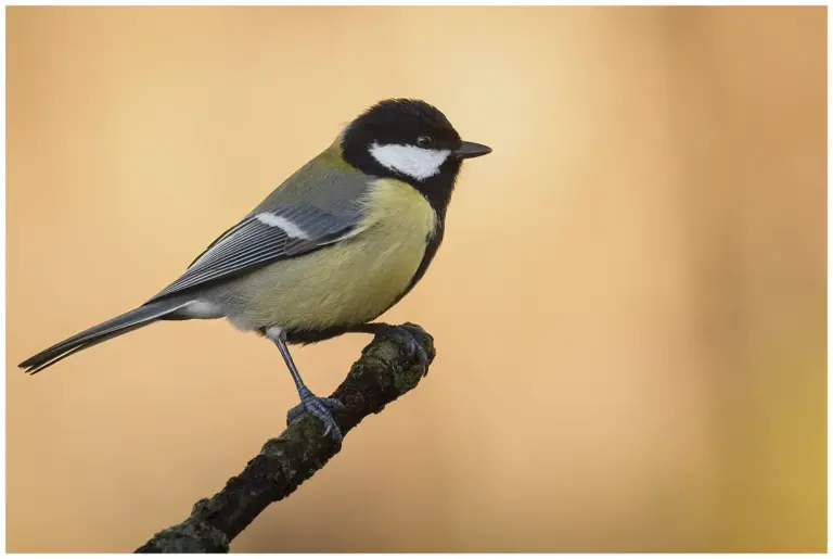 Talgoxe - (Great Tit)