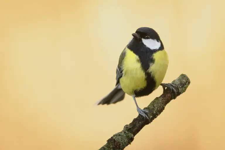 Talgoxe - (Great Tit) - hanne