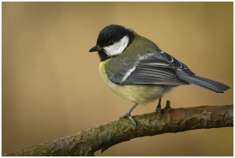 Talgoxe - (Great Tit)