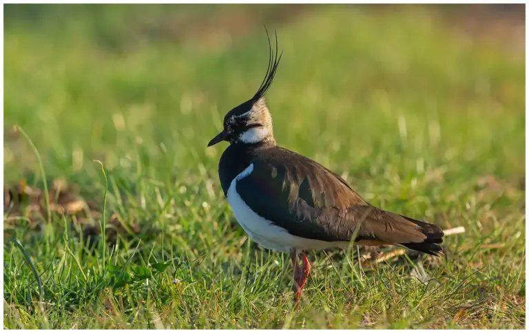 Tofsvipa - (Northern Lapwing)