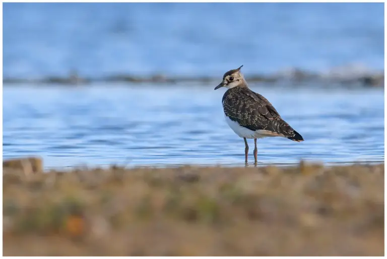 Tofsvipa - (Northern Lapwing)