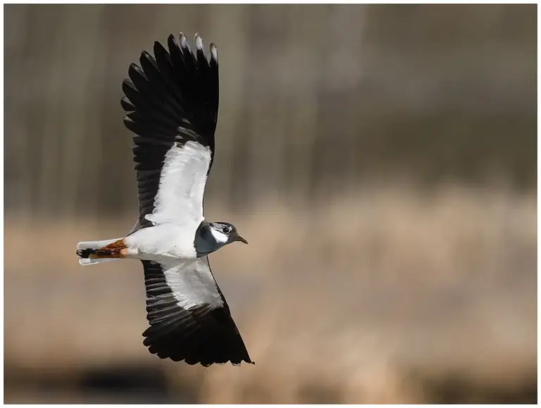 Tofsvipa - (Northern Lapwing) - flygande