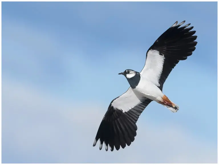 Tofsvipa - (Northern Lapwing)