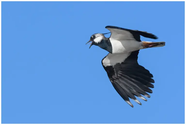 Tofsvipa - (Northern Lapwing)